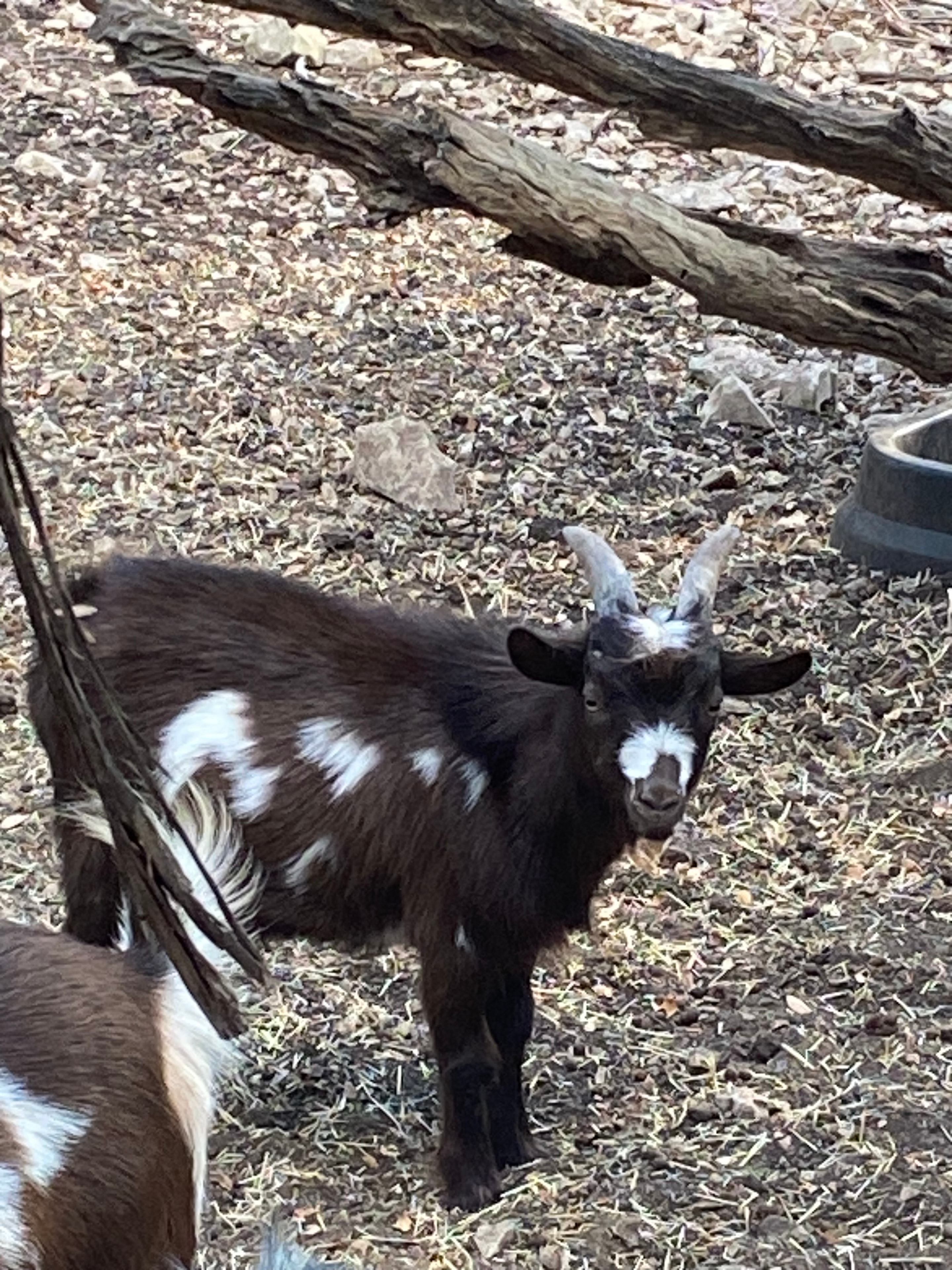 Buck