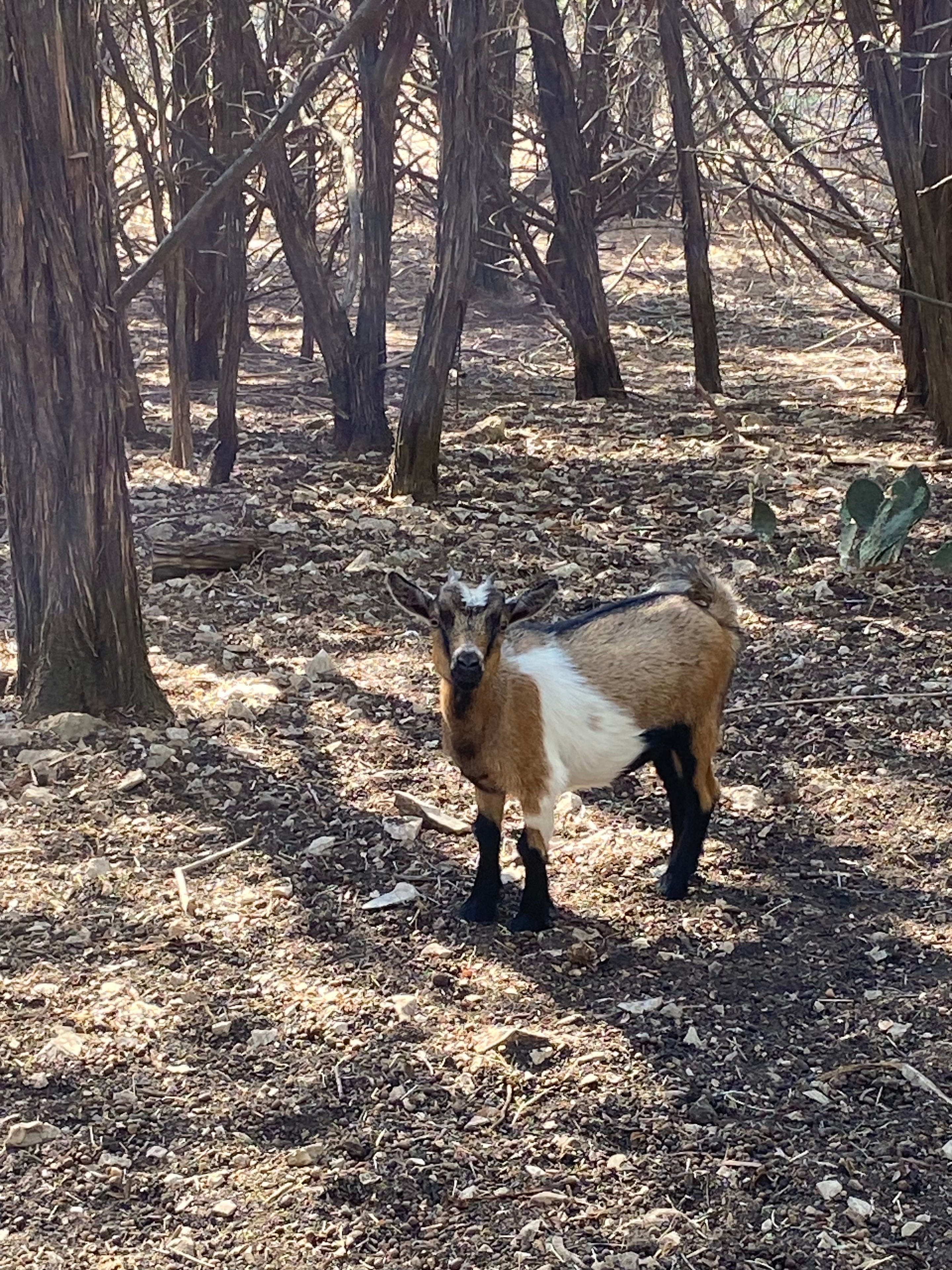 Doe